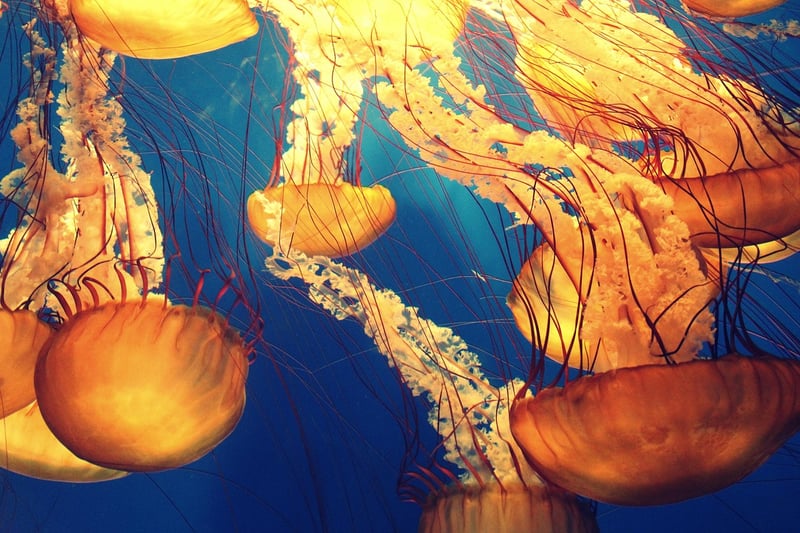 Deep-Sea Exploration